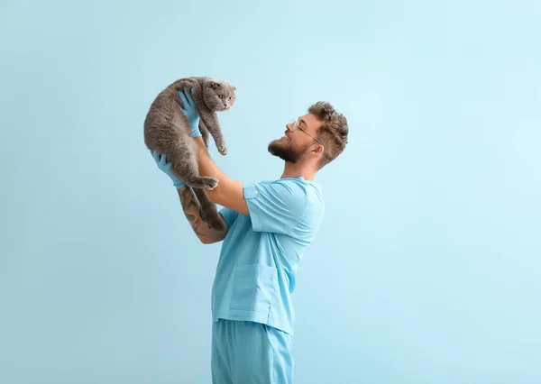 Veterinario Maschio Con Gatto Piega Scozzese Sfondo Colore — Foto Stock