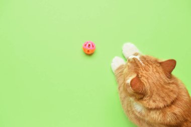 Yeşil arka planda oyuncağı olan sevimli bir kedi.