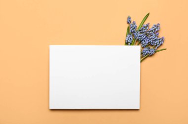 Renkli arka planda güzel Muscari çiçeklerinden oluşan boş kart ve buket.