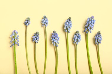 Açık sarı arkaplanda bir sürü güzel Muscari çiçeği