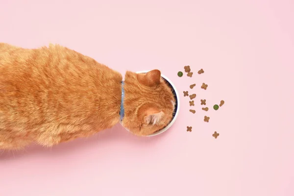 Cute Cat Eating Dry Food Pink Background — Stock Photo, Image