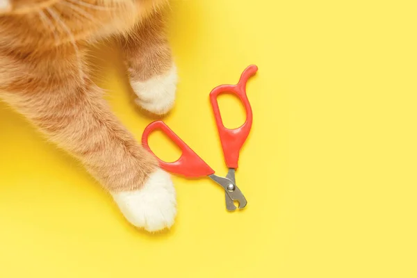 Cute Cat Scissors Yellow Background — Stock Photo, Image