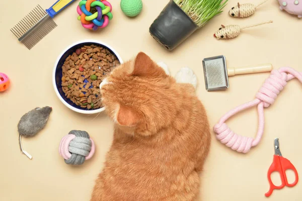 Cute Cat Toys Food Beige Background — Stock Photo, Image