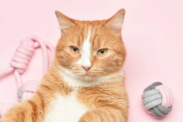 Cute Cat Toys Pink Background Closeup — Stock Photo, Image