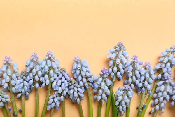 Many Beautiful Muscari Flowers Color Background — Stock Photo, Image
