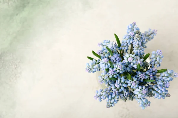 Vas Med Vackra Muscari Blommor Ljus Bakgrund Ovanifrån — Stockfoto