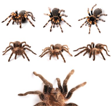 Beyaz üzerinde izole edilmiş tarantula örümcekleri. 