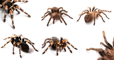 Beyaz üzerinde izole edilmiş tarantula örümcekleri. 