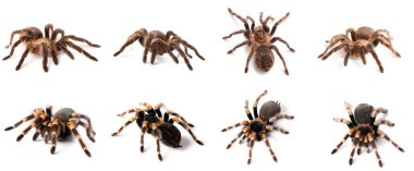 Beyaz üzerinde izole edilmiş tarantula örümcekleri. 