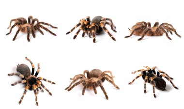Beyaz üzerinde izole edilmiş tarantula örümcekleri. 