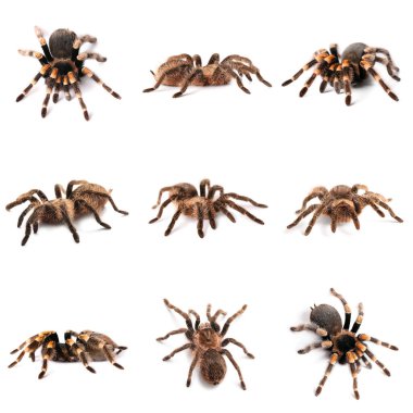Beyaz üzerinde izole edilmiş tarantula örümcekleri. 