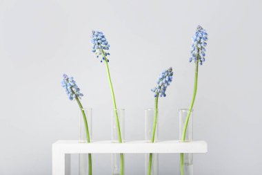 Işık arka planında Muscari çiçekleri olan test tüpleri