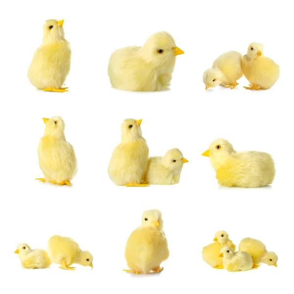 Roztomilá Žlutá Kuřata Izolovaná Bílém — Stock fotografie