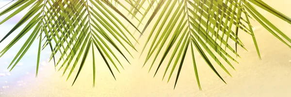 热带海滩上的绿色棕榈叶 设计横幅 — 图库照片