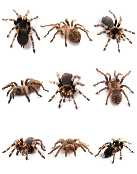 Набір Павуків Тарантули Ізольовані Білому — стокове фото