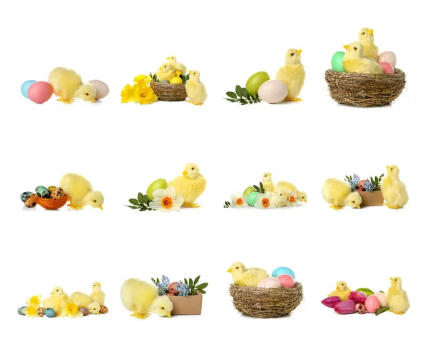 Cute Yellow Chickens Spring Flowers Easter Eggs White Background — ストック写真