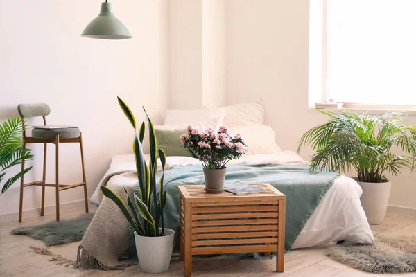 Comfortable Bed Houseplants Light Bedroom Interior — стоковое фото