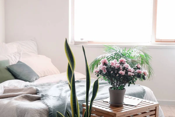 Hermosas Plantas Interior Cerca Cama Sala Luz — Foto de Stock