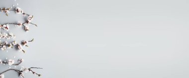 Açık arkaplanda çiçek açan güzel bahar dalları ve metin için boşluk