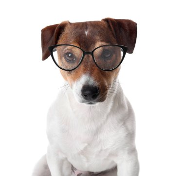 Beyaz arka planda gözlük takan sevimli Jack Russel Terrier.