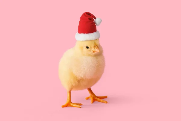 Funny Little Chick Santa Hat Pink Background — ストック写真