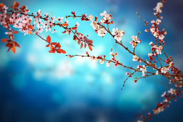 Beautiful Blossoming Branches Blue Blurred Background Hello Spring —  Fotos de Stock