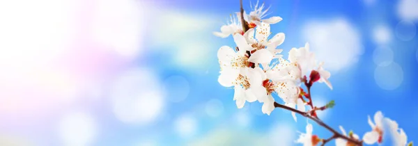 Hermosas Ramas Flor Sobre Fondo Azul Borroso Hola Primavera —  Fotos de Stock