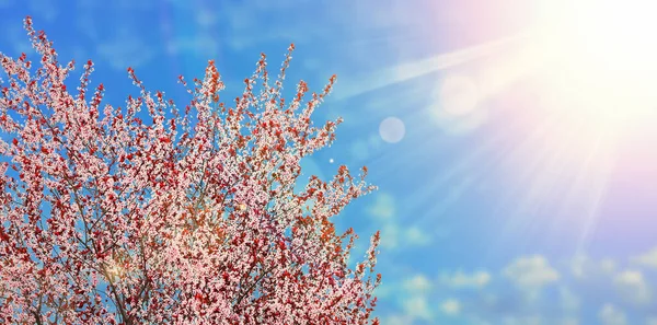 Beautiful Blossoming Tree Sunny Day Hello Spring —  Fotos de Stock