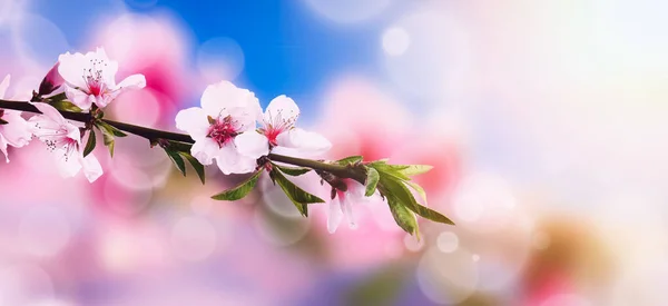 Hermosas Ramas Flor Sobre Fondo Borroso Con Luces Desenfocadas Hola —  Fotos de Stock