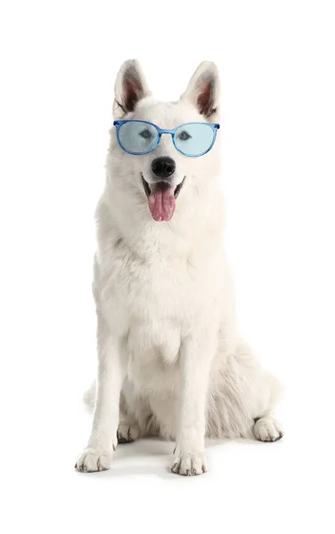 Cute Funny Dog Wearing Eyeglasses White Background — Stock Photo, Image