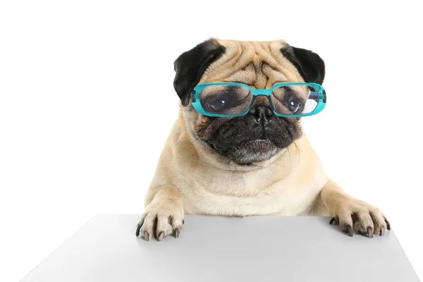 Cute Pies Mops Noszenie Okularów Białym Tle — Zdjęcie stockowe