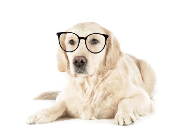 Beyaz Arka Planda Gözlük Takan Sevimli Bir Köpek — Stok fotoğraf
