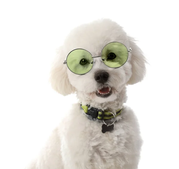Cute Little Dog Noszenie Okularów Białym Tle — Zdjęcie stockowe
