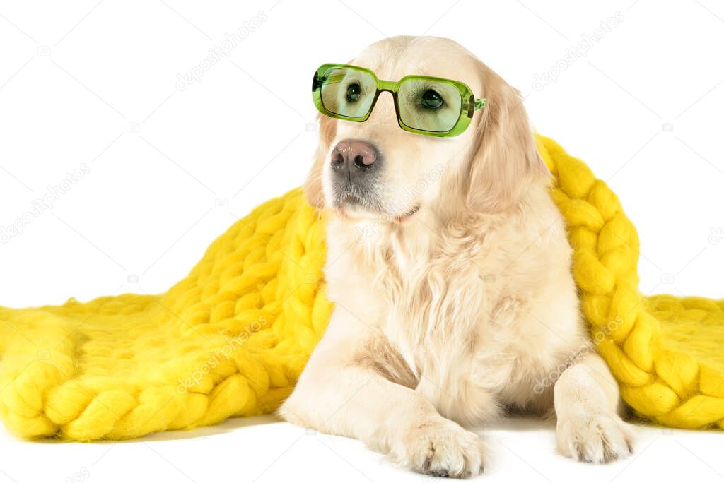 Cute dog with eyeglasses lying under warm plaid on white background