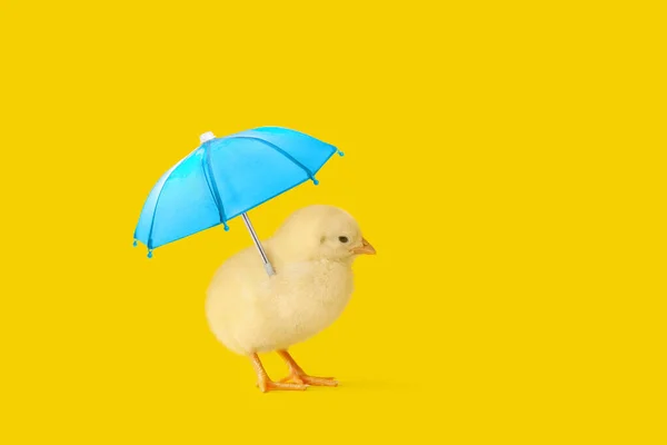 Cute Little Chick Umbrella Yellow Background — 스톡 사진
