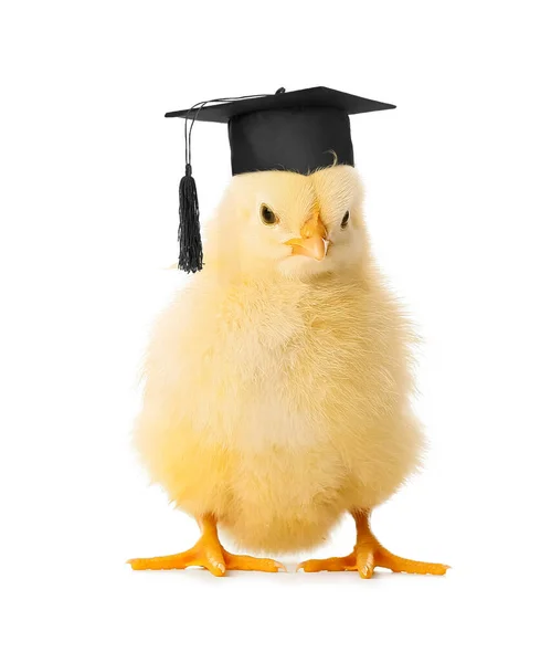 Funny Little Chick Graduation Hat Isolated White — Foto de Stock