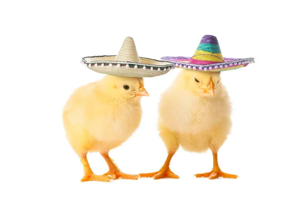 Cute Little Chicks Sombrero Hats Isolated White — Stock Photo, Image