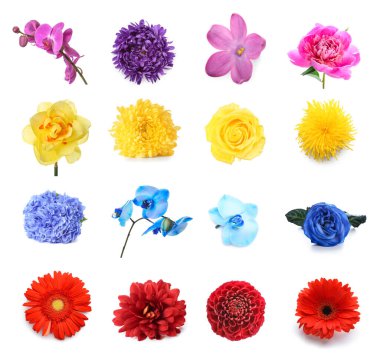 Beyazlar üzerinde izole edilmiş farklı güzel çiçekler. 