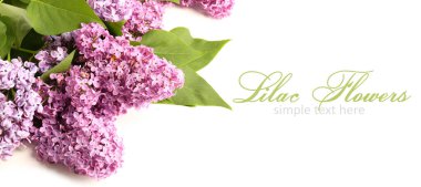 Beyaz arkaplanda güzel bir demet leylak çiçeği ve metin için yer var.