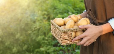 Hasır sepeti tutan kadın çiftçi, tarlada çiğ patates topluyor, yakın plan.