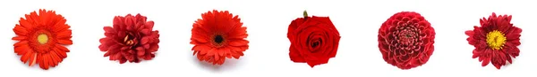 Set Different Beautiful Red Flowers Isolated White — Foto de Stock