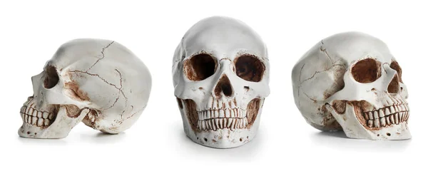 Human Skulls Isolated White — Stock Photo, Image