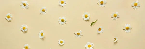Piękne Kwiaty Rumianku Jasnym Tle Koloru Baner Projektowania — Zdjęcie stockowe