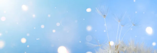 Beautiful Dandelion Seeds Blurred Blue Background Closeup Banner Design — 스톡 사진