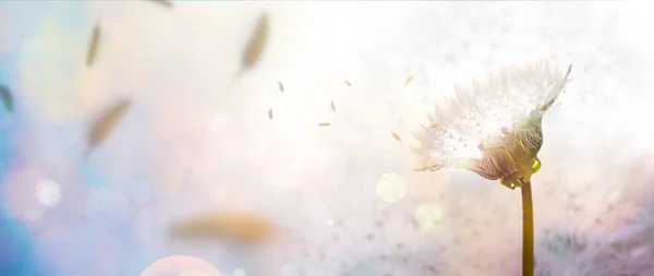 Beautiful Dandelion Light Blurred Background Space Text Closeup —  Fotos de Stock