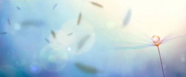Beautiful Dandelion Seed Water Drop Blurred Blue Background Closeup Banner —  Fotos de Stock