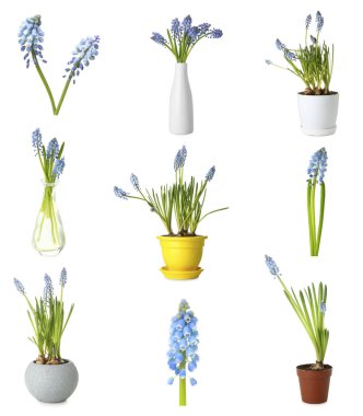Güzel Muscari çiçekleri beyaz üzerine izole edilmiş.