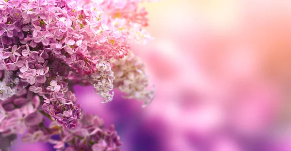 Vacker Blommande Lila Suddig Bakgrund Närbild — Stockfoto