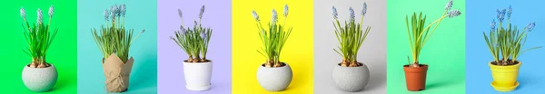 Set Beautiful Blooming Muscari Plants Colorful Background — Stock Photo, Image