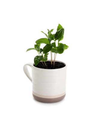 Beyaz arka planda izole edilmiş fincanda güzel bir kahve ağacı